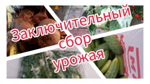 Заключительный сбор урожая