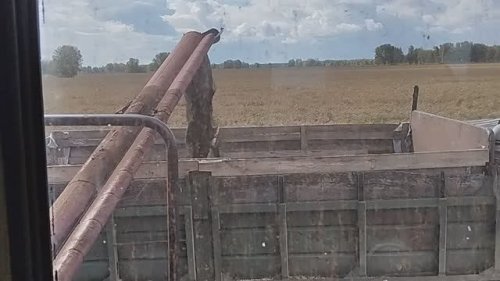 Орыс апайдың бетінде отырады Лара Крофттың секс сахнасы