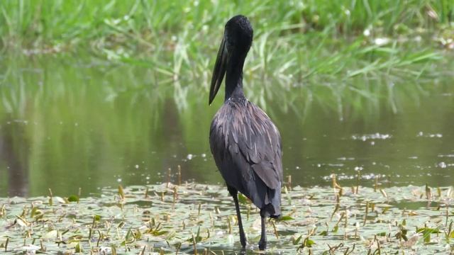 Гавайская гитара. Прекрасная мелодия.