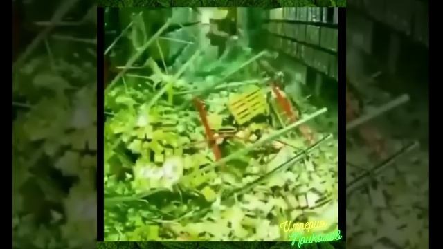 Сборник №63. Веселые моменты из обычной жизни!