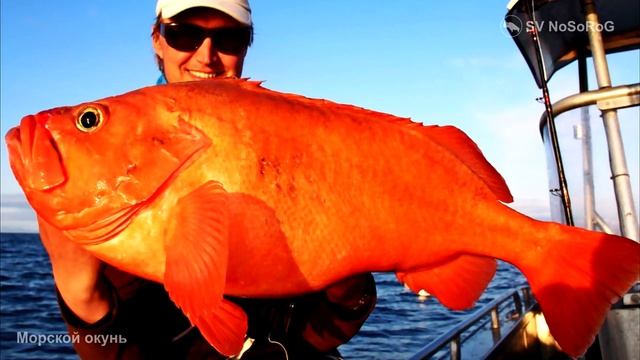 На каких глубинах предпочитают жить представители рода Себастесы, Морские окуни — Sebastes ?