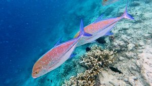 Мальдивы fihalhohi рыбки ч.12