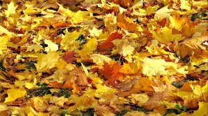 ОСЕННИЕ ШЕПЧУТСЯ ЛИСТЬЯ И МУЗЫКА СЛЫШИТСЯ...