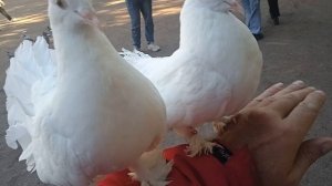 Влюблённая пара.