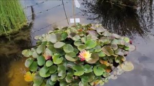 Водяные лилии в парке…