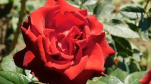 22==09==2025  ПВН  КМР   (270)