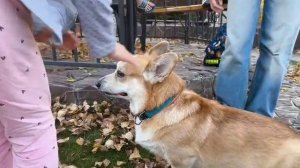 собака даёт лапу