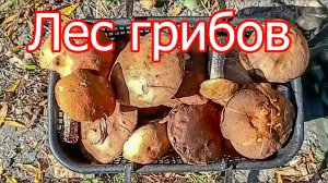 Набрали грибов🍄