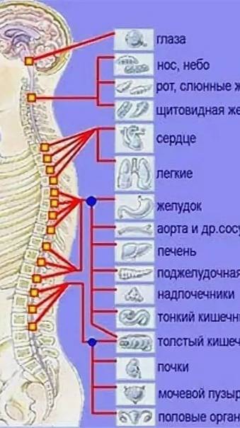Разбираемся в прямой взаимосвязи позвоночника и работы внутренних органов и систем!