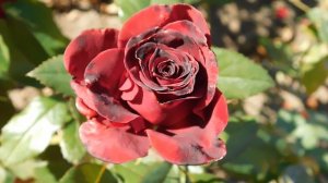 22==09==2025  ПВН  КМР   (277)