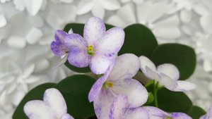 Фиалка трейлер Белый Клоун (спорт от сорта ГЕА-Весёлый Клоун)