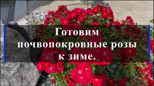 Готовим почвопокровные розы к зиме.