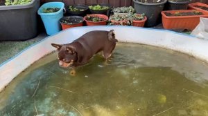 Как же Шейх зимой без бассейна будет.