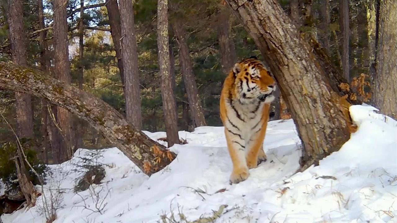 Реабилитационный центр в Приморье сохраняет и приумножает популяцию амурских тигров