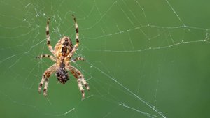 Чужой против хищника - ужин паука