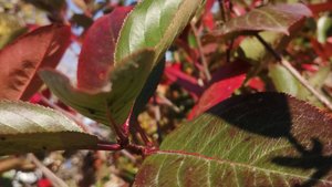 Каждый раз сл. Якушев Н. В. Муз. Suno