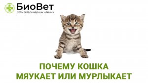 Почему кошка мяукает или мурлыкает
