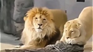 Lvinaja_revnost-world79.spcs.bio