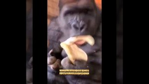 Видео от МЯУтаверс – как метавселенная, но с котами