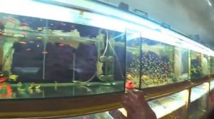 ДАНИО С НЕРЕСТА, ТЕРНЕЦИЮ НА НЕРЕСТ