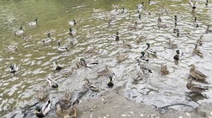 ДИКО голодные утки