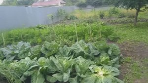 31.7.25г.  Прополола🥦🥦🥦 Раннюю КАПУСТУ!!!   Шикарный Лук БАТУН👍👍👍!!!   Много ЗЕЛЕНИ!!! 🙂