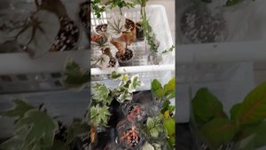 Цветочный фейерверк в Воронеже 27.09.2025г. Выставка-продажа комнатных цветов. #sansevieria #сансев