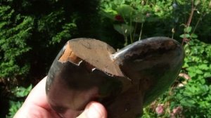 Аммонит черный 570