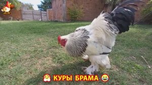 Куры Брама с лохматыми лапами прекрасные несушки (58)