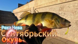 РЫБАЛКА ТРОФЕЙНЫЙ ОКУНЬ НЕВА ОСЕНЬ ВЕЧЕРНИЙ КЛЁВ БЫВАЕТ РАЗНЫМ КЛЁВЫЕ ТОЧКИ ИЩЕМ ОКУНЯ СУДАКА