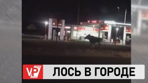 В ВОЛГОГРАДСКОЙ ОБЛАСТИ В ГОРОДСКОЙ ЧЕРТЕ ЗАМЕТИЛИ ЛОСЯ