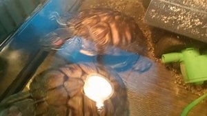 красноухие черепахи, утро 28-09-2025