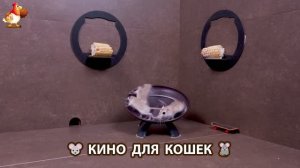 Видео для кошек про крысок развлекать питомцев 🐭🐀😂 (331)
