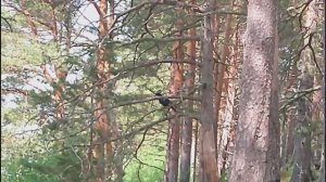 По низу и по верху