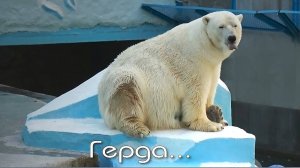 Медведица Герда плавает в чистой, прозрачной воде, а Кай развлекается с черным шаром.