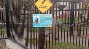 1000005984.mp4 зоопарк