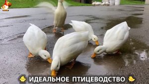 Идеальное птицеводство достойно восхищения 🐓🦆🦢🦚🦃🐔 эпизод (348)