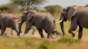 Слоны...Бегууут!...