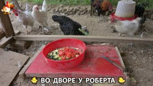 Содержание кур в домашних условиях и других птиц во дворе у Роберта 🐣🐤🦆🐔🪿🦃 (272)