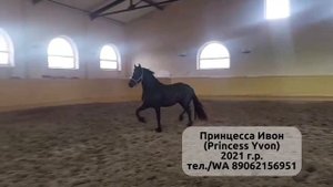Продажа лошади фризской породы - как купить #конныйрынок
