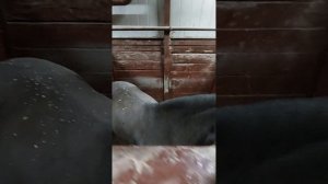 Пони в Измайлово