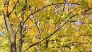 НЕ  ГРУСТИ, МОЙ ДРУГ, НЕ НАДО