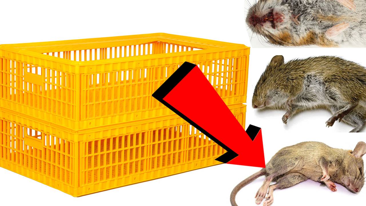 Мышеловка За 3 Секунды!