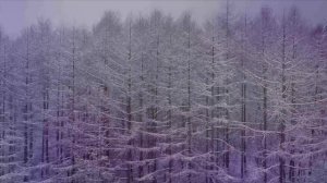 Ramio Lin - Канадэ