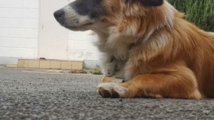 Пёс крупным планом / кутёнок