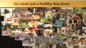 English - Animals A1-A2