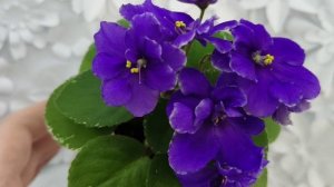 Фиалка LV-Василиса