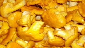 Лисички, жареные с картошкой