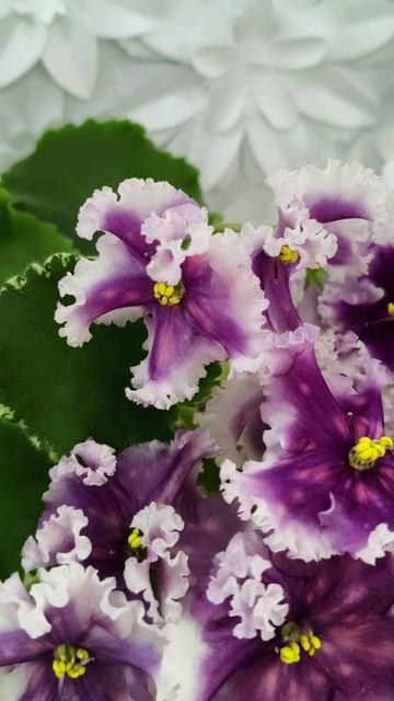 Фиалка МТ-Сладкая Фантазия