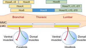 Взламывая код сборки мозга: молекулярные механизмы, лежащие в основе сборки нейронных сетей
